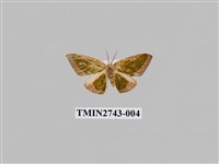 藏品(尺蛾299)的圖片